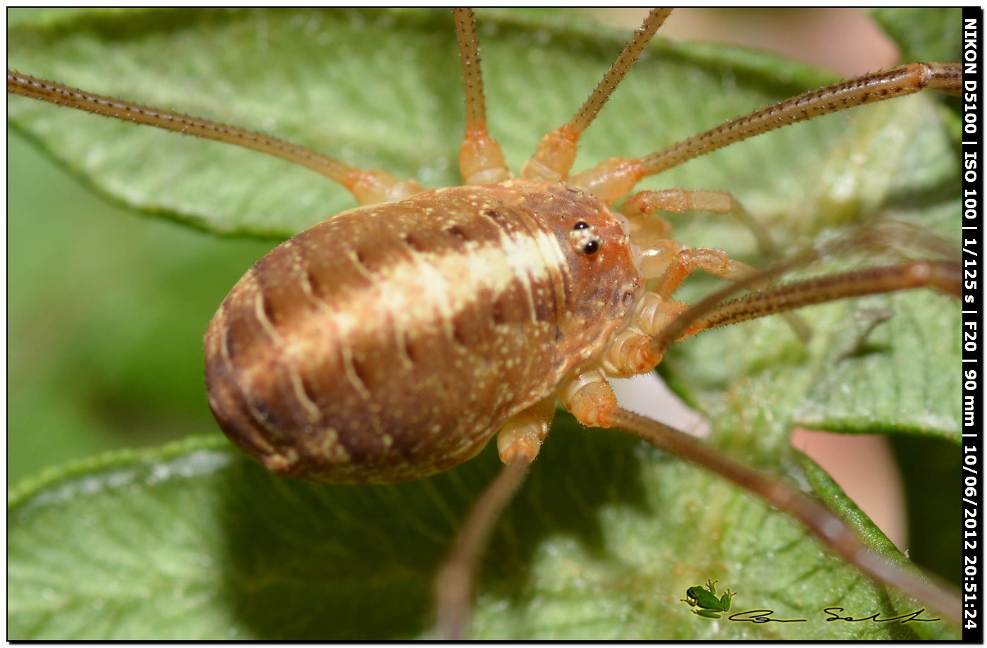 Opilio canestrinii da Villanova Monteleone 177